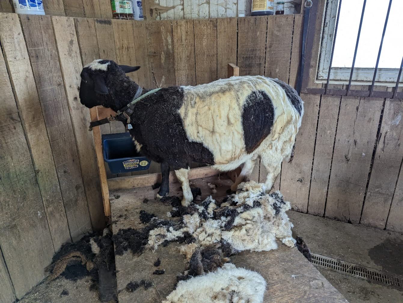 BEETRO 500W Electric Professional Sheep Shears, Animal Grooming Clippers for Sheep Alpacas Goats and More, 6 Speeds Heavy Duty Farm Livestock Haircut customer photo 1