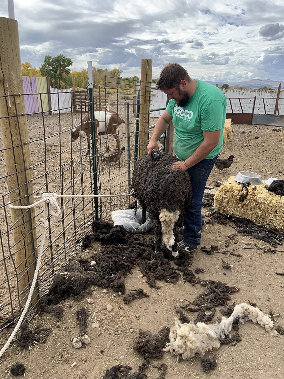 BEETRO 500W Electric Professional Sheep Shears, Animal Grooming Clippers for Sheep Alpacas Goats and More, 6 Speeds Heavy Duty Farm Livestock Haircut customer photo 2