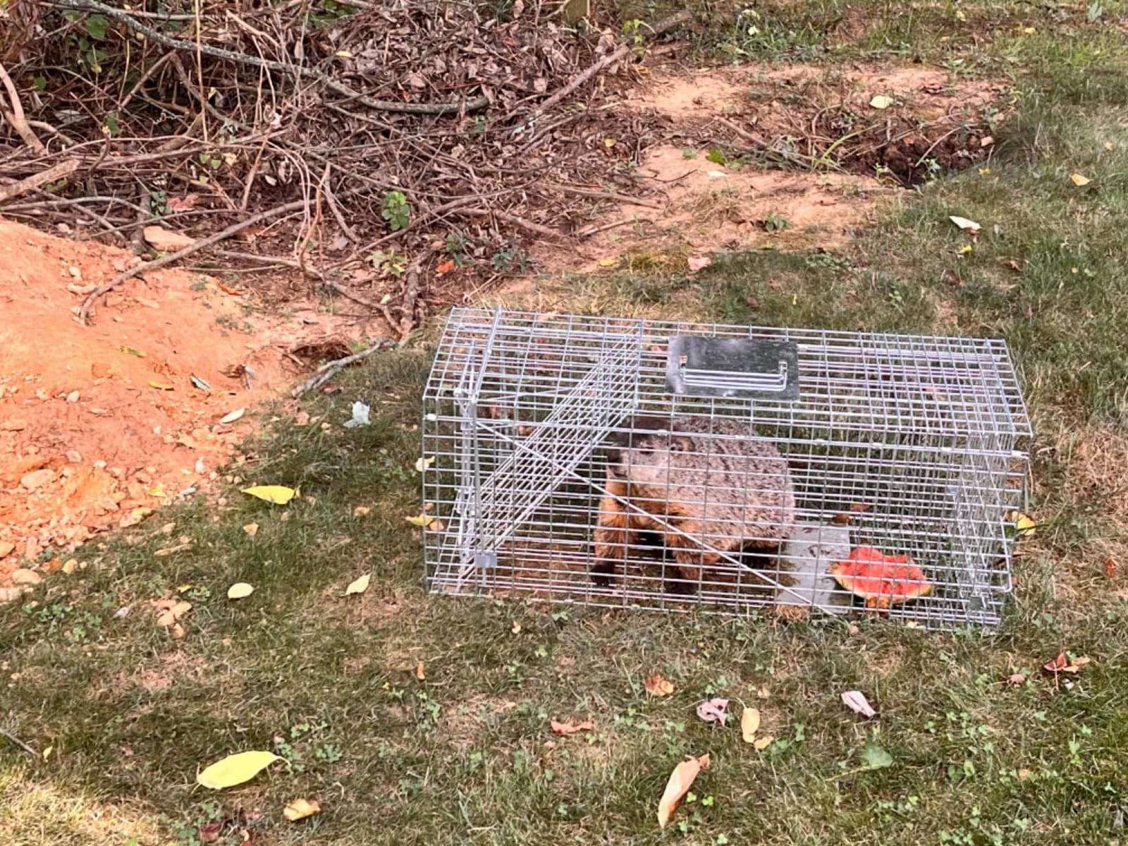 ANT MARCH 32'' Live Animal Cage Trap with Gloves Steel Humane Release | Rodent Cage Trap for Rabbits, Stray Cat, Squirrel, Raccoon, Mole, Gopher, Opossum, Skunk, Chipmunks, Groundhog customer photo 2