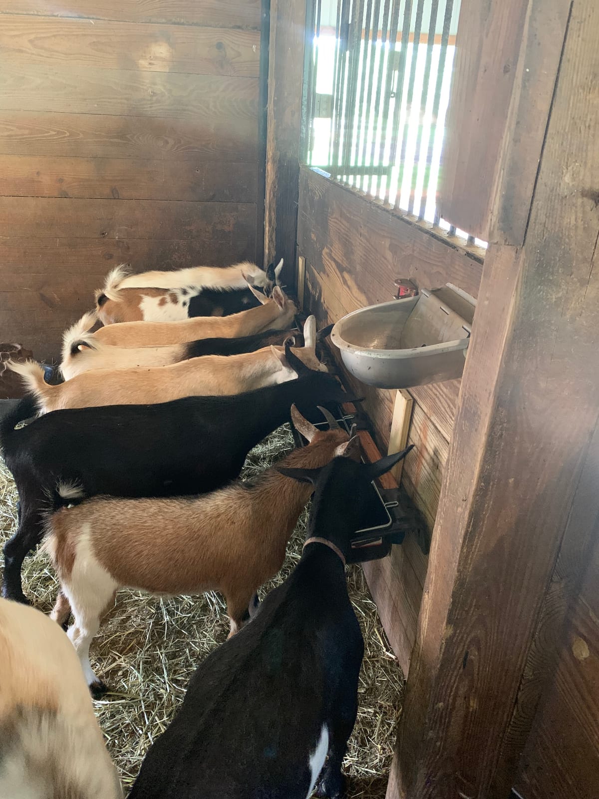 Little Giant HF9BLACK Hook Over Goat Trough Heavy Duty Galvanized Steel 9 Quart Feeder, Black (2 Pack) customer photo 1