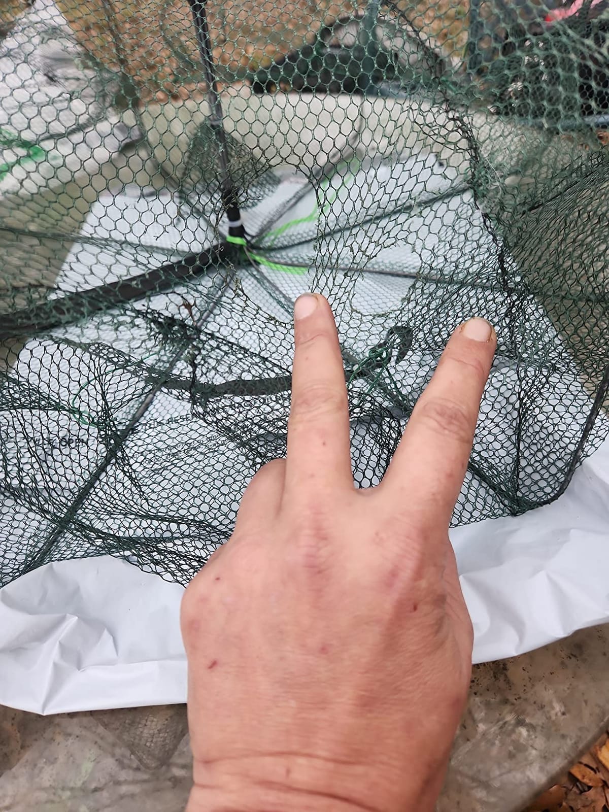 Foldable Fish Trap,Minnow Crawfish Crab Crayfish Bait Net,Portable Shrimp customer photo 1