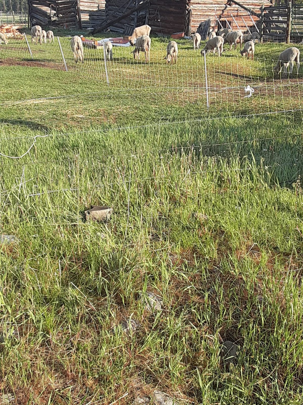 Premier 1 Yellow Electric Sheep & Goat Net Fence - 35 inch H x 164 feet L, High-visibility yellow, Built-in posts, For sheep, goats & small livestock, Repels coyotes & dogs, Energizer sold separately customer photo 1