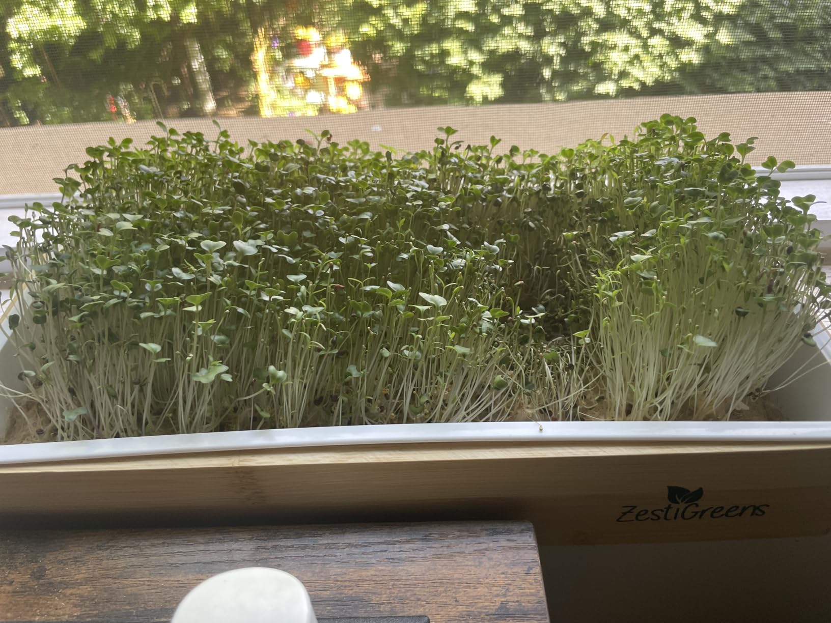 Microgreens Growing Kit - Self-Watering Tray with US Premium Seeds customer photo 2