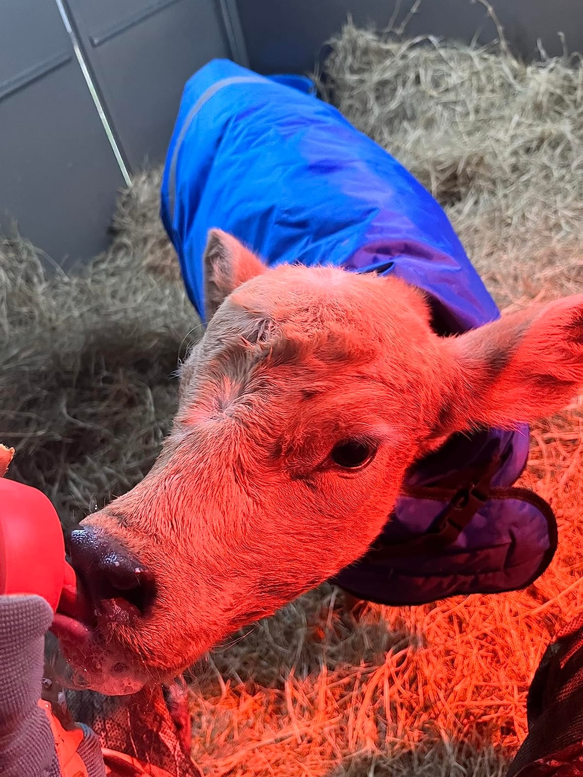 Calf Blanket Calves Warm Clothes Calf Saver Coat, Sheep Goat Blanket, for Keep Cows Goats Sheeps Warmming, Thickened Belly Protection customer photo 1
