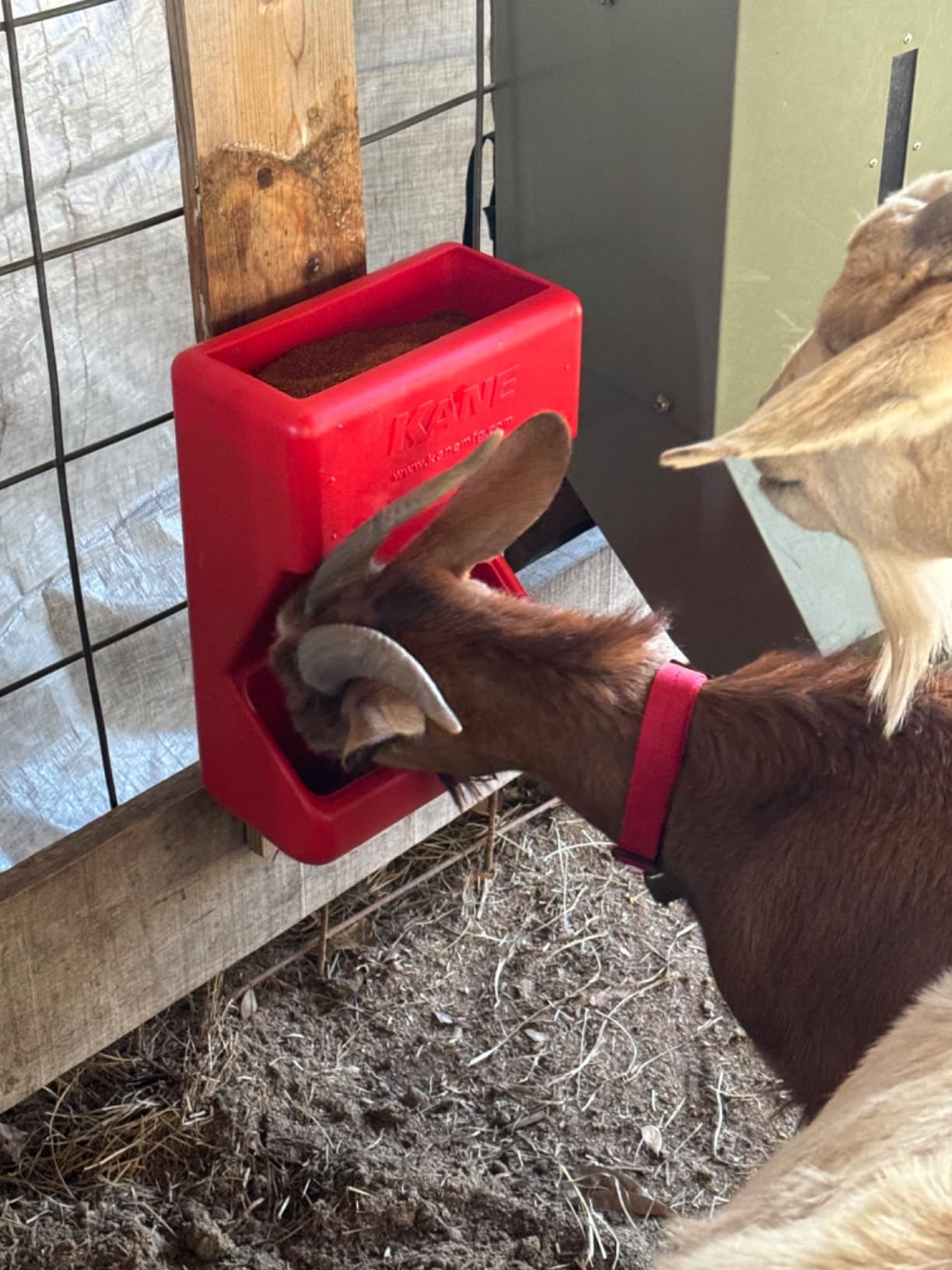 KANE Sheep/Goat Mineral Feeder customer photo 1