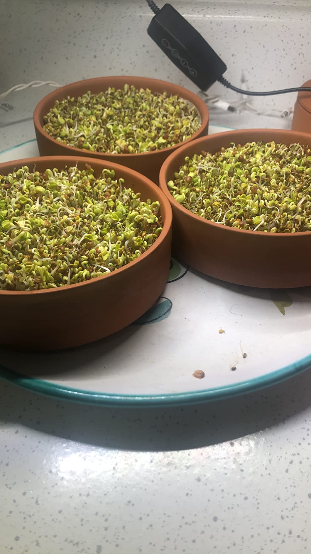 Clay Sprouter Kit | Terracotta Tower with 3 Shallow Germinating Trays, Paper Discs & Free E-Book | 2 in 1 Sprouting Trays Ideal for Germinating Sprouts and Microgreens customer photo 2