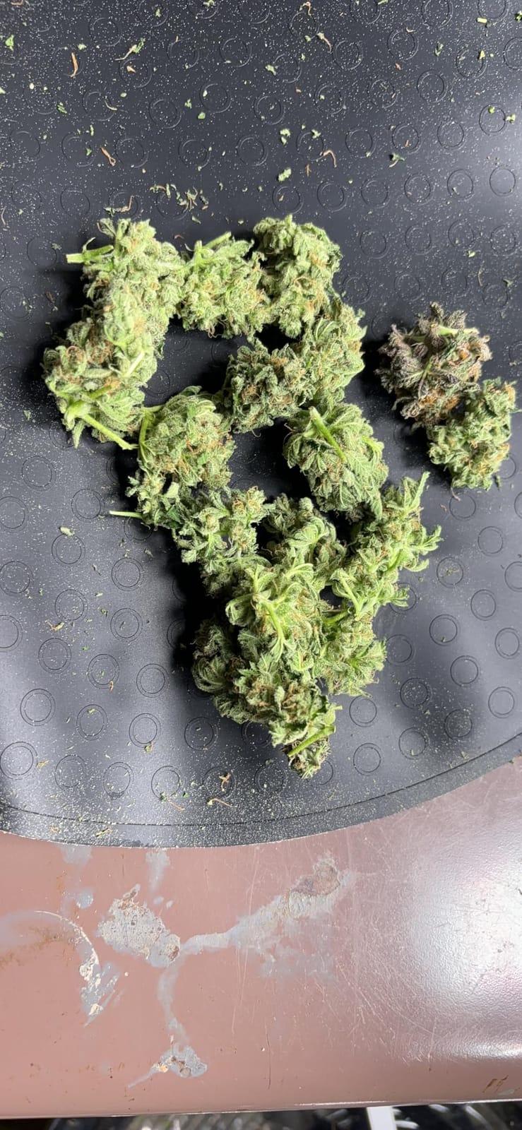 AC Infinity Bud Leaf Bowl Trimmer 19
