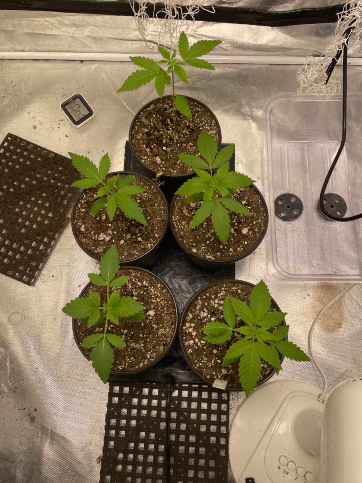AC Infinity SUNCORE S3, Waterproof Seedling Mat with Heat Controller. customer photo 2
