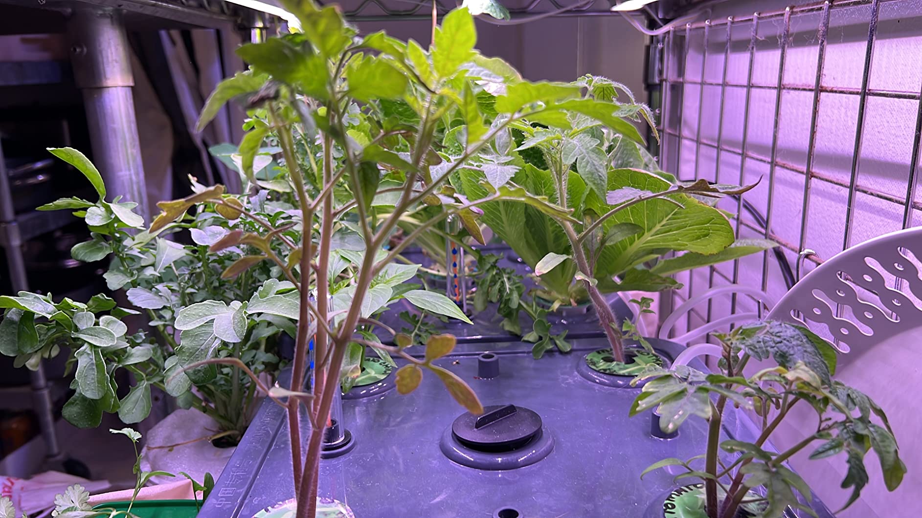 Barrina T5 Grow Light, 5000K White Full Spectrum LED Grow Light 2ft, 8 Pack customer photo 2