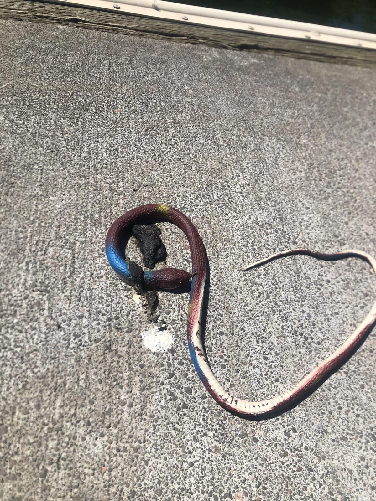 Rubber Snakes to Keep Birds Away - 4 PCS Realistic Fake Rubber Snake for Garden Props to Scare Birds, Squirrels and Mice customer photo 2