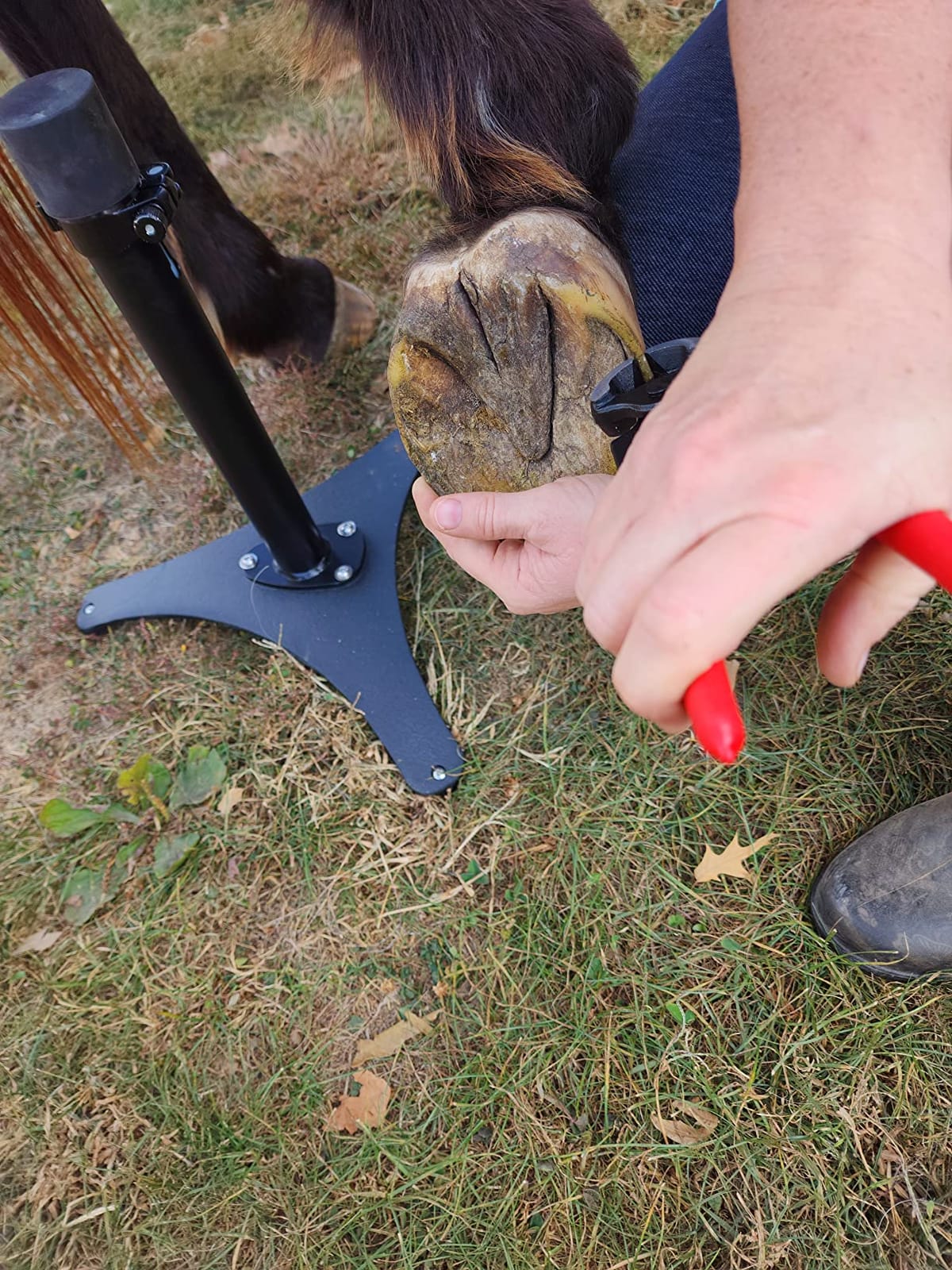 8 inch Farrier Tool Kits (7 Piece) Mini Rasp Hoof File Goat Pig Equine Metal Shears Professional Farriers Hoof Nipper Cutter Handle Knife customer photo 1