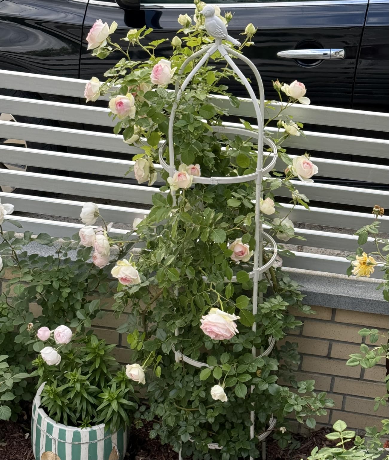 Garden Obelisk Trellis for Climbing Plants Outdoor 6 Ft Rose Bush Round Trellis for Pots Rustproof Metal Pipe with Plastic Coated Plant Flower Trellises for Clematis Vine Jasmine Support customer photo 1