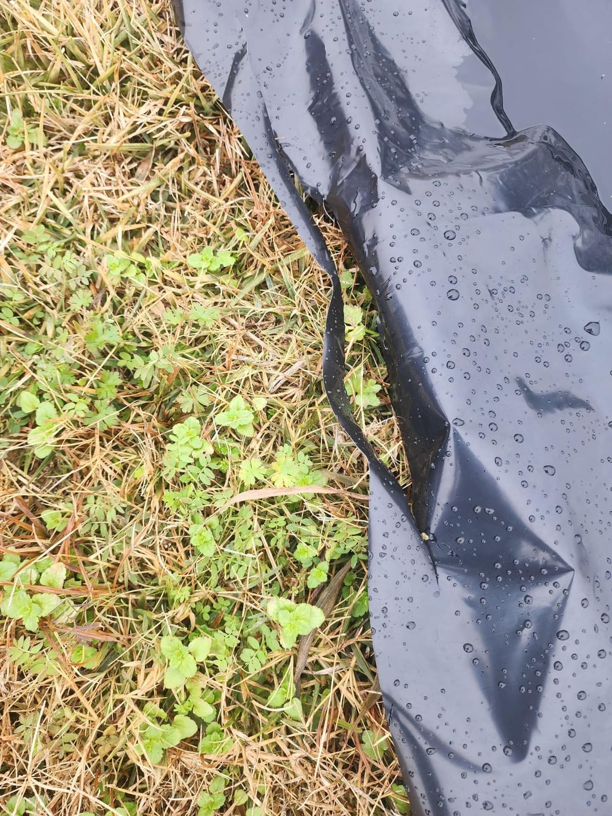 Farm Plastic Supply - Silage Tarp Black/White Plastic Sheeting - 5 Mil (50' x 10') - Heavy Duty Polyethylene Plastic Tarp for Silage Cover, Bunker Cover for Farming, Agriculture, Ground Covering customer photo 1