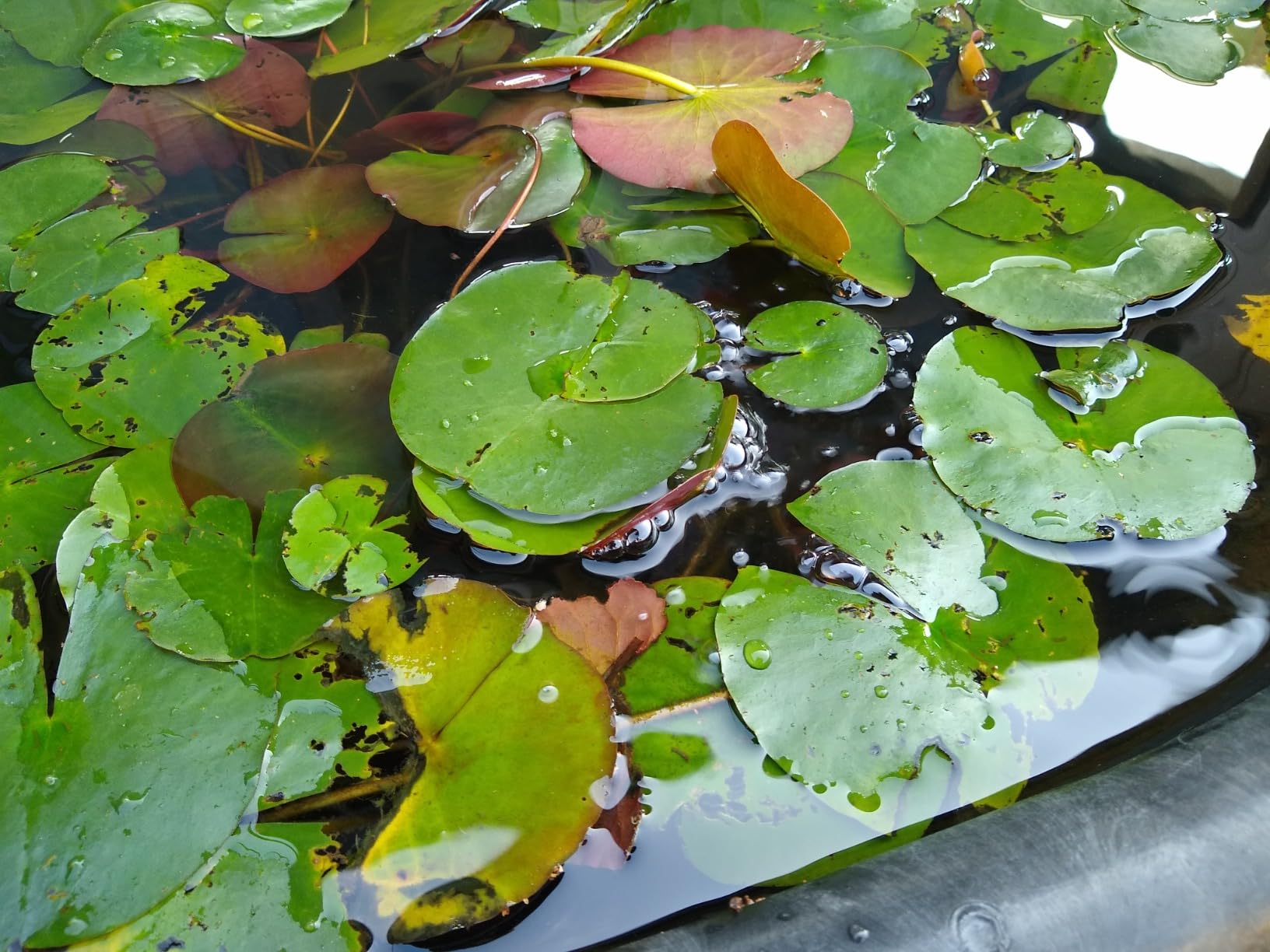 AquaMiracle All-in-One Koi Pond Aerator for Outdoor Ponds up to 1000 Gallons, Pond Air Pump Pond Aeration System with Double Outlet Airline Tubing Air Stones Check Valves customer photo 2