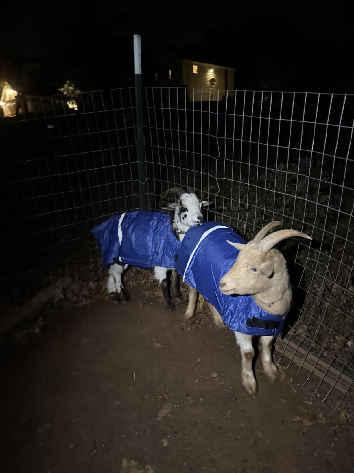 Dunzy 2 Pcs Calf Blanket Waterproof Windproof Warming Coat Livestock,Blue customer photo 1