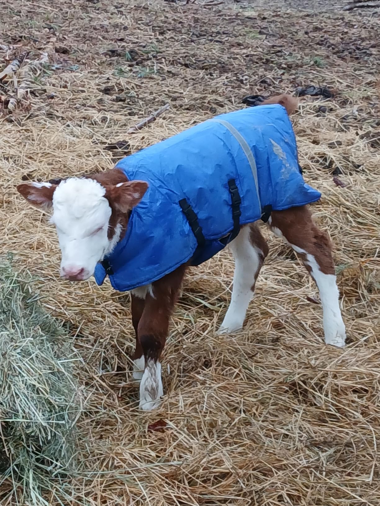 Dunzy 2 Pcs Calf Blanket Waterproof Windproof Warming Coat Livestock,Blue customer photo 2