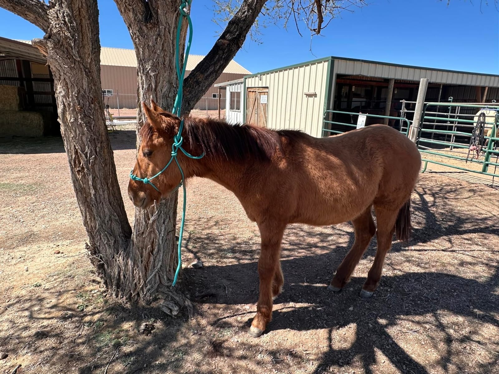 oneisall Cordless Horse Clippers for Horse Grooming RK 034 customer photo 1