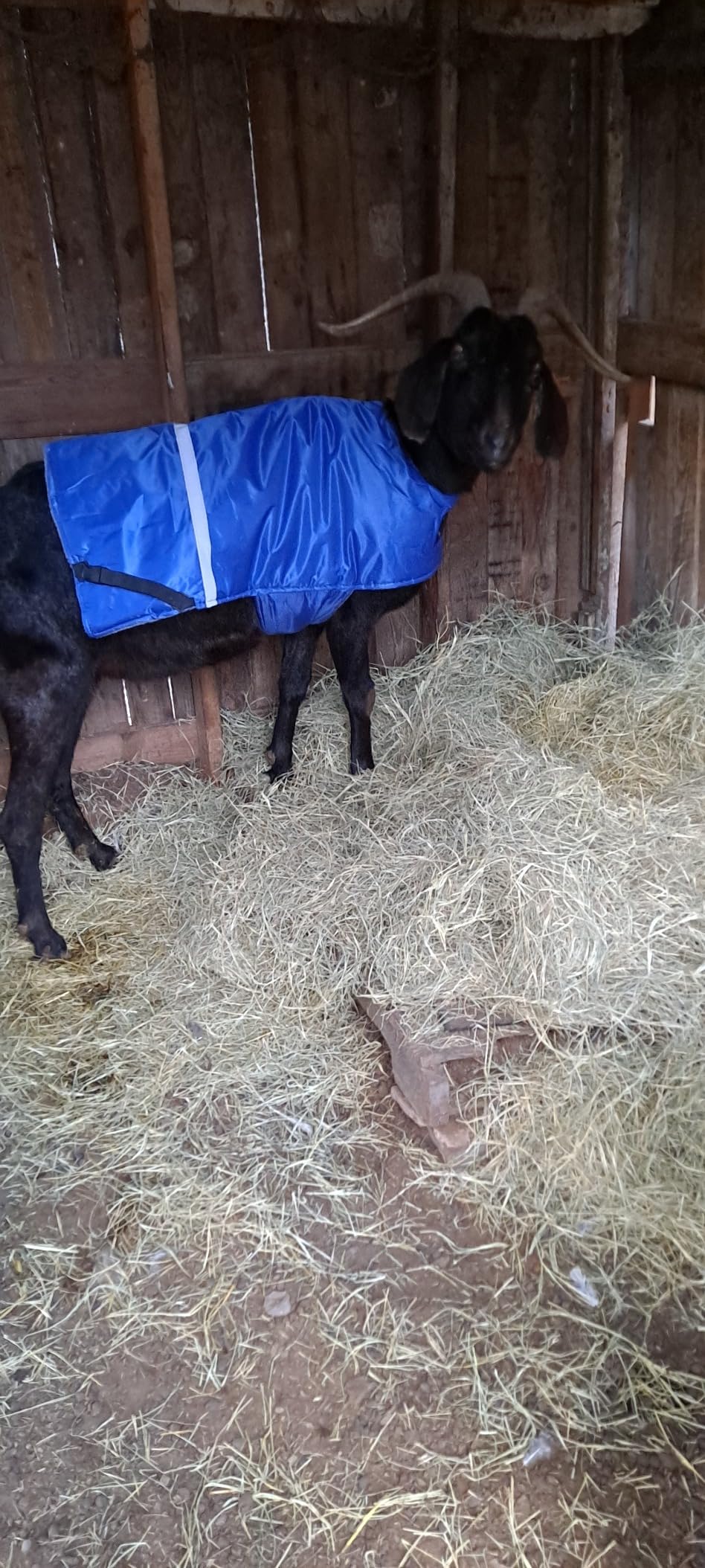 POPETPOP Calf Jacket Waterproof Windproof Winter Coat Livestock Warming Coat for Calves Easy Buckle Fit Warm Apparel for Cold Wet Pastures 42.51 X 33.46 in customer photo 1