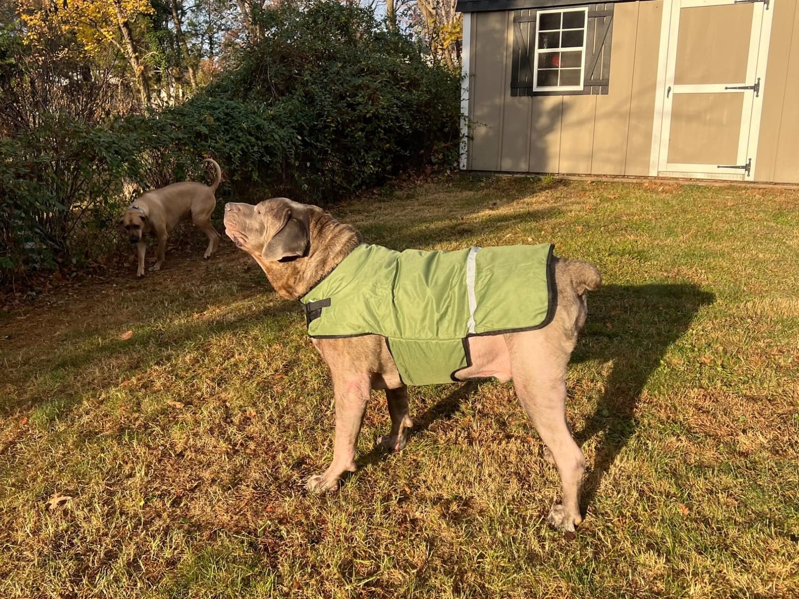 Calf Blankets Jacket for Calves - Keep Calves Warm, Soft Calf Cow Goat Dog Warm Clothes Comfortable Freezing Resistance Cold Proof Oxford Cloth Waterproof customer photo 1