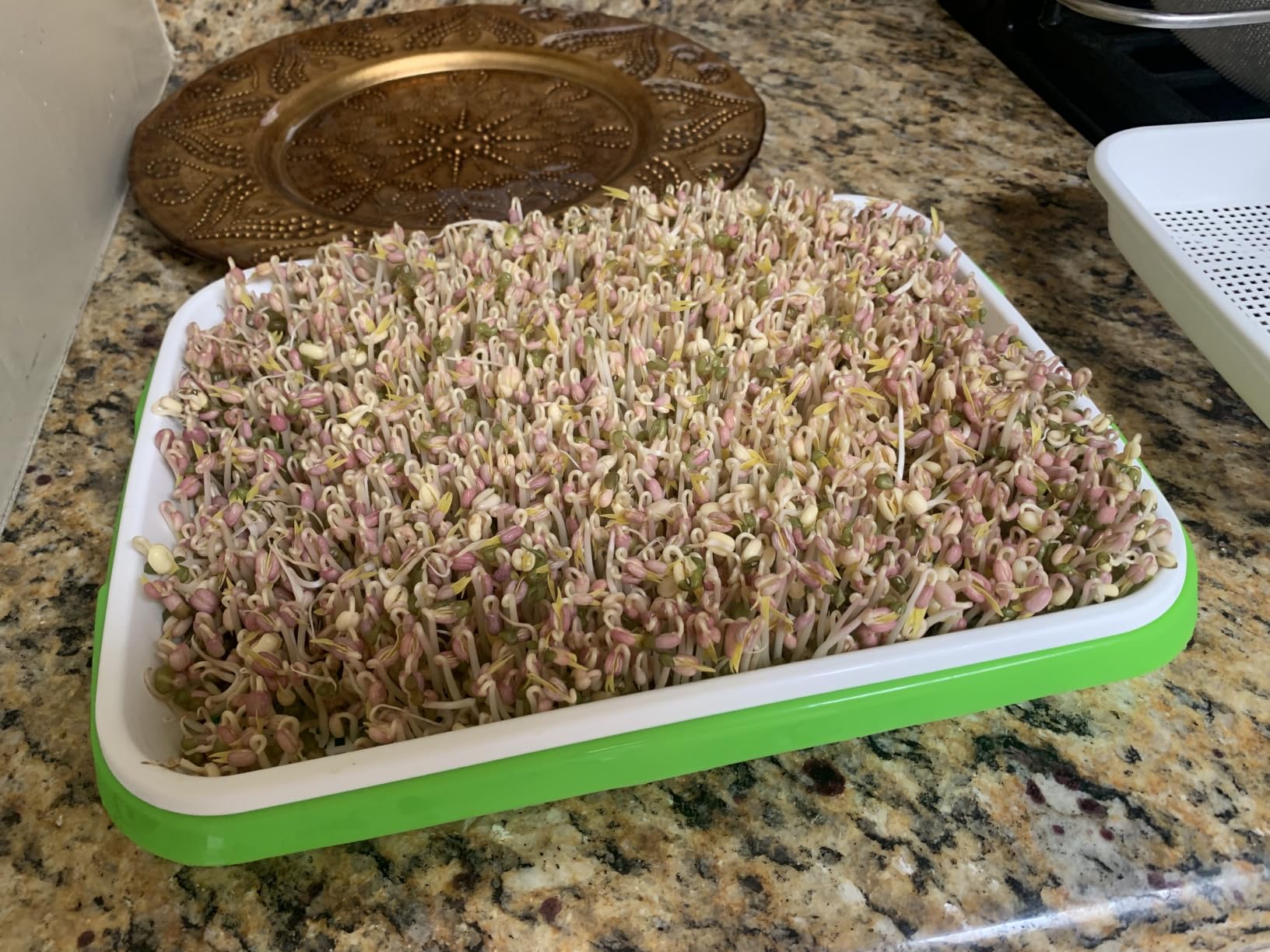 Legigo 10 Pack Seed Sprouter Trays, Microgreens Growing Trays Kit customer photo 1