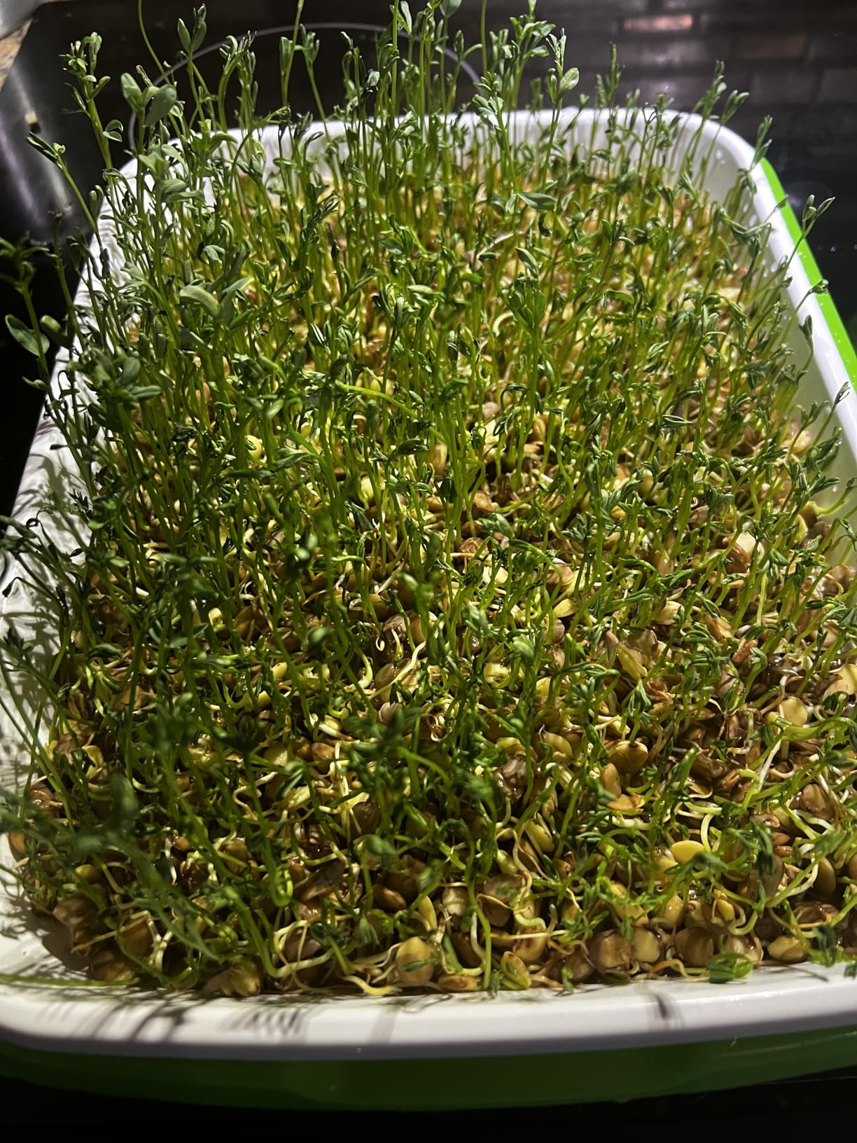 Legigo 10 Pack Seed Sprouter Trays, Microgreens Growing Trays Kit customer photo 2