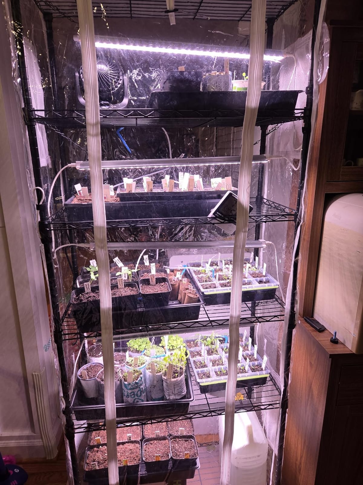 Bstrip 6-Tier Indoor Greenhouse with Grow Light, 29.5x13.8x71in customer photo 2