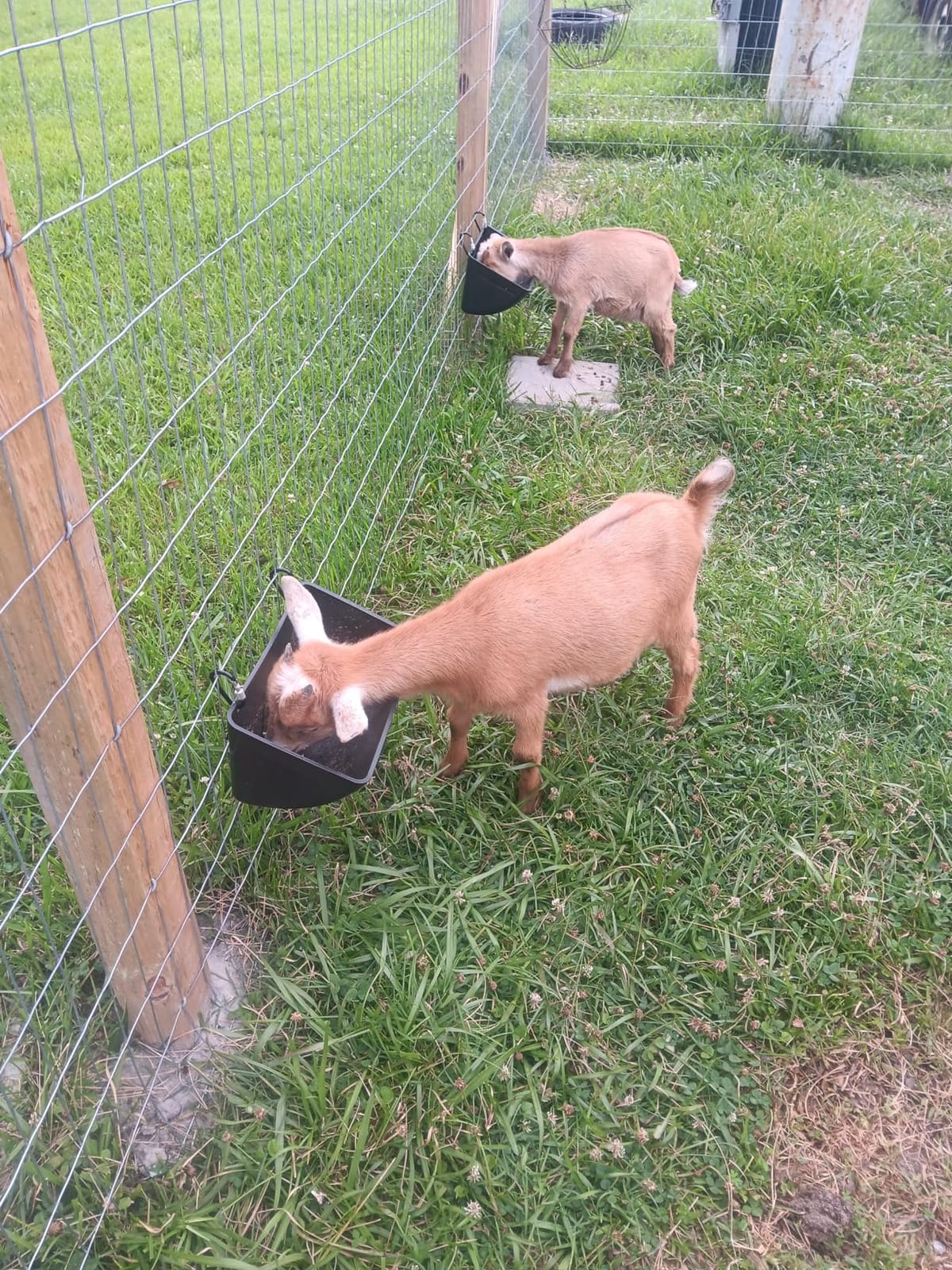 Chicken Feeder Waterer, Goat Feeder - 2 Pack, 5.5 Quart, for Goats Chickens Duck Sheeple Dogs Piglets Deers Gooses, Turkeys, Goat Supplies (Appearance Patent Product) customer photo 1
