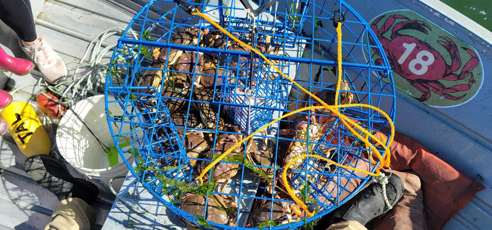 Heavy Duty Crab Pot Trap Pacific 3 Tunnel with 2 Doors(30''Dia-10''Tall) Crabbing Kit for Dungeness customer photo 1