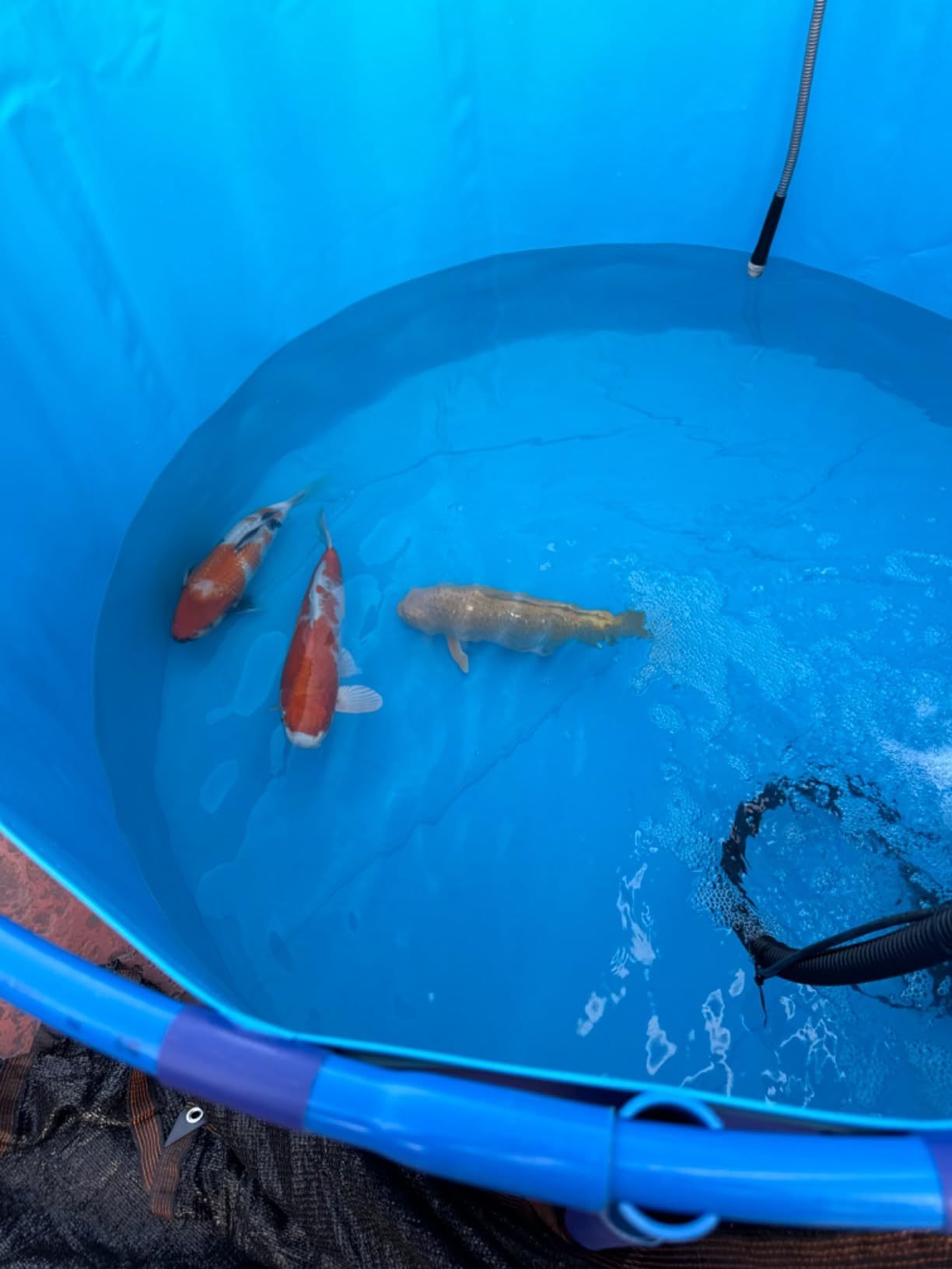 WANLIAN Pool Above Ground Canvas Fish Pond Circular Thickening Pool Belt frame Large Collapsible Outdoors Tarpaulin for koi pond Culture Agricultural Irrigation Water StorageTank4.9ftx3ft/1700L(1.5*1) customer photo 2
