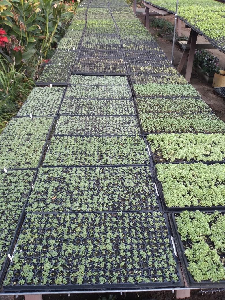 RooTrimmer Deep 72 Cell Seedling Trays, Thick Durable 72 Cell Plug Tray Big Cell Seed Trays for 1020 Flat Trays Germination (10-Pack, 21.25