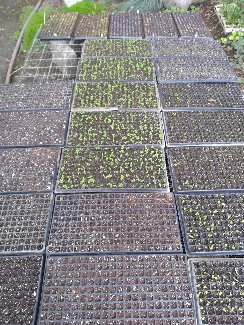 RooTrimmer Deep 72 Cell Seedling Trays, Thick Durable 72 Cell Plug Tray Big Cell Seed Trays for 1020 Flat Trays Germination (10-Pack, 21.25