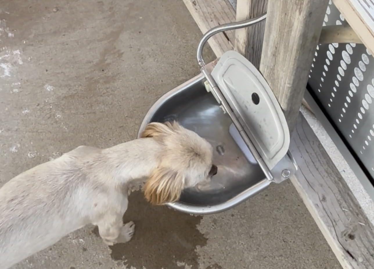 Automatic Animal Drinking Water Bowl, 304 Stainless Steel Waterer for Dog Horse Goat Pig Cow, Livestock Water Trough Dispenser with Pipe Hose, 2 Float Valves, Quick Connecter, Expansion Bolt customer photo 2