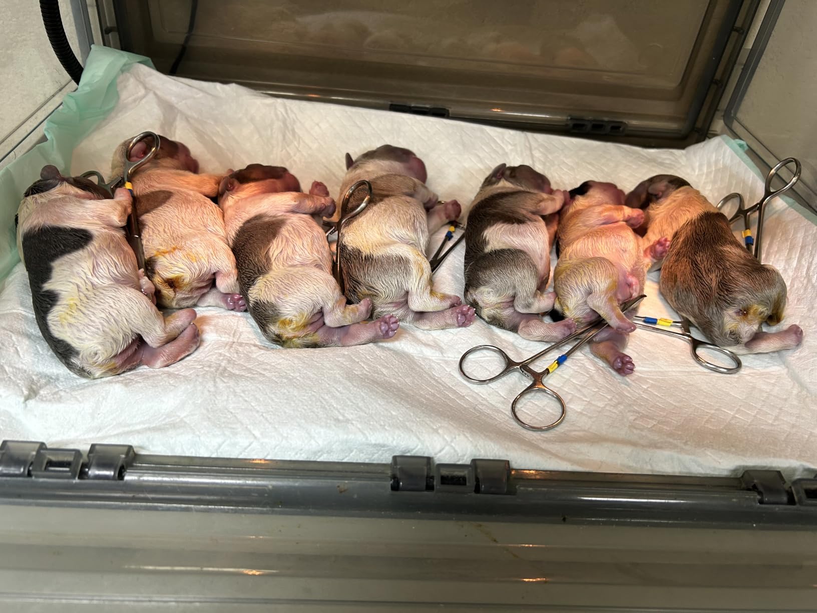 Puppy Incubator with Heating and Oxygenator, Incubator for Puppies 85L customer photo 2