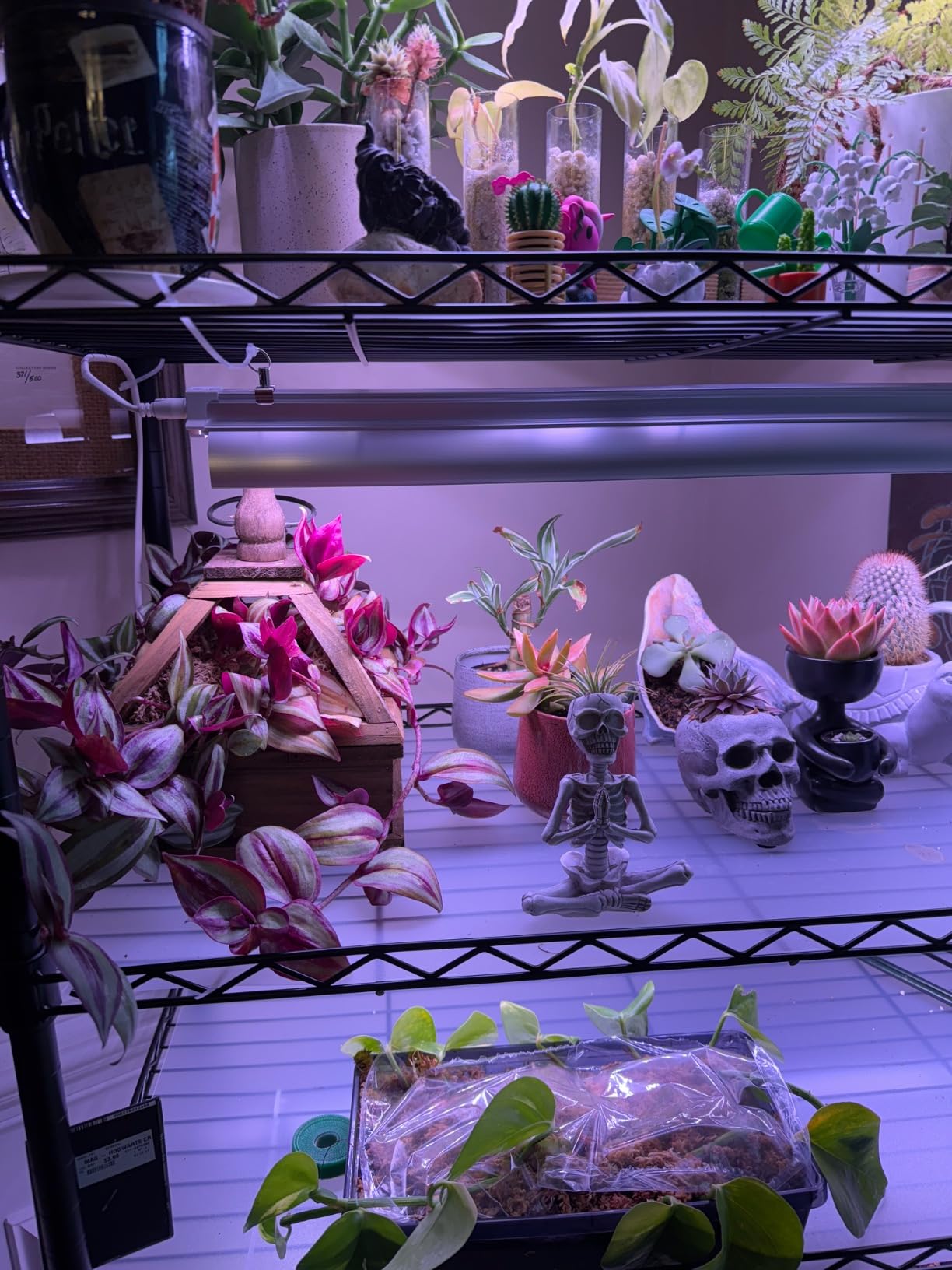 Barrina CX2 Plant Stand with Grow Lights, 6-Tier, 150W, 29.5x13.8x71IN customer photo 1