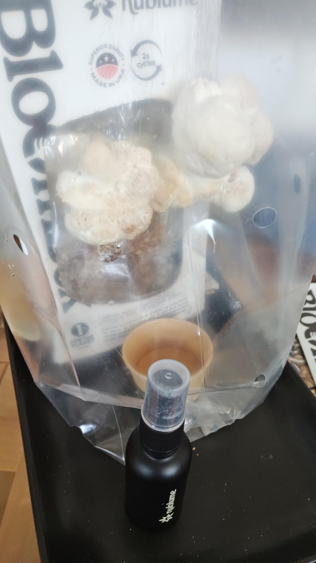 BloomBox Lion's Mane Mushroom Grow Kit – Spray & Grow – Pre-Inoculated Indoor Mushroom Farm – Brain Health & Focus – Harvest Fresh Gourmet Mushrooms in Days customer photo 1