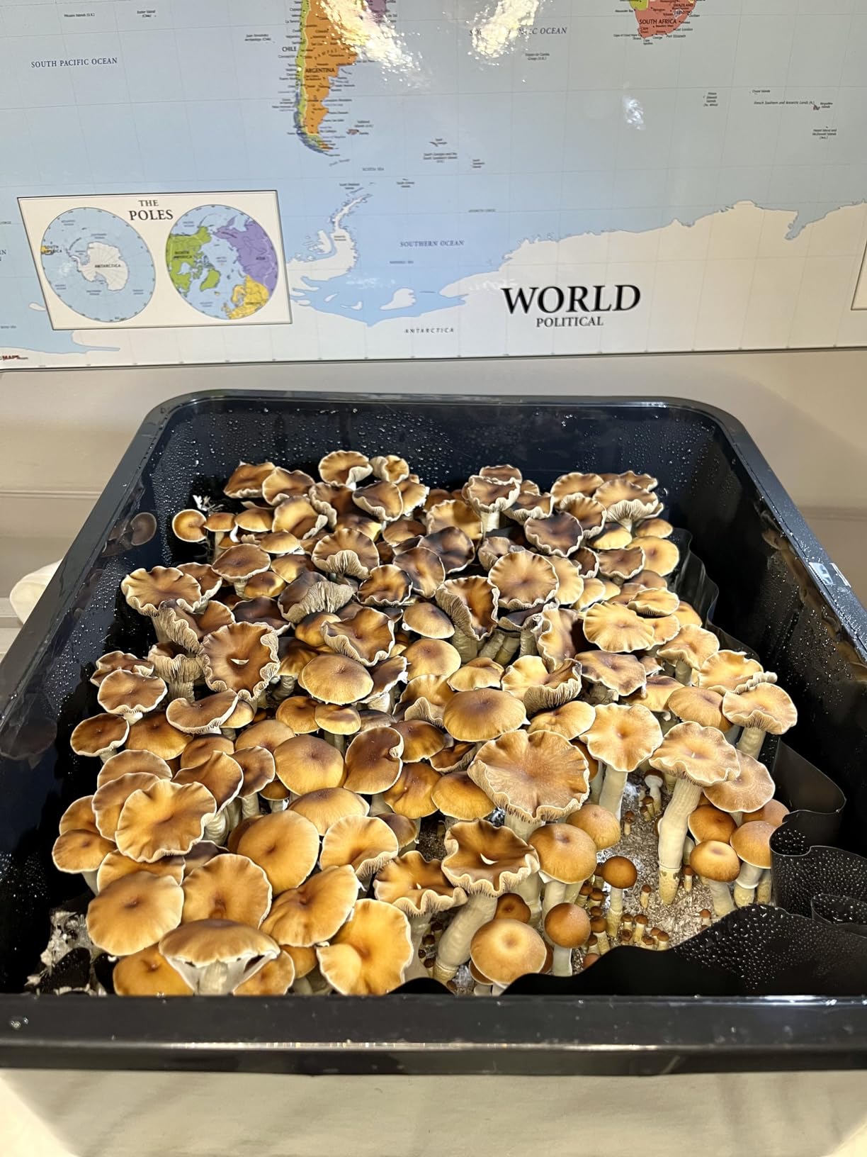 Myco Labs Mushroom Monotub Grow Kit | Complete Mushroom Grow Kit | for Dung-Loving Mushrooms | Includes sterilized Grain Spawn Bag, Bulk Substrate, Vermiculite, Filters & More! Just add Spores customer photo 2