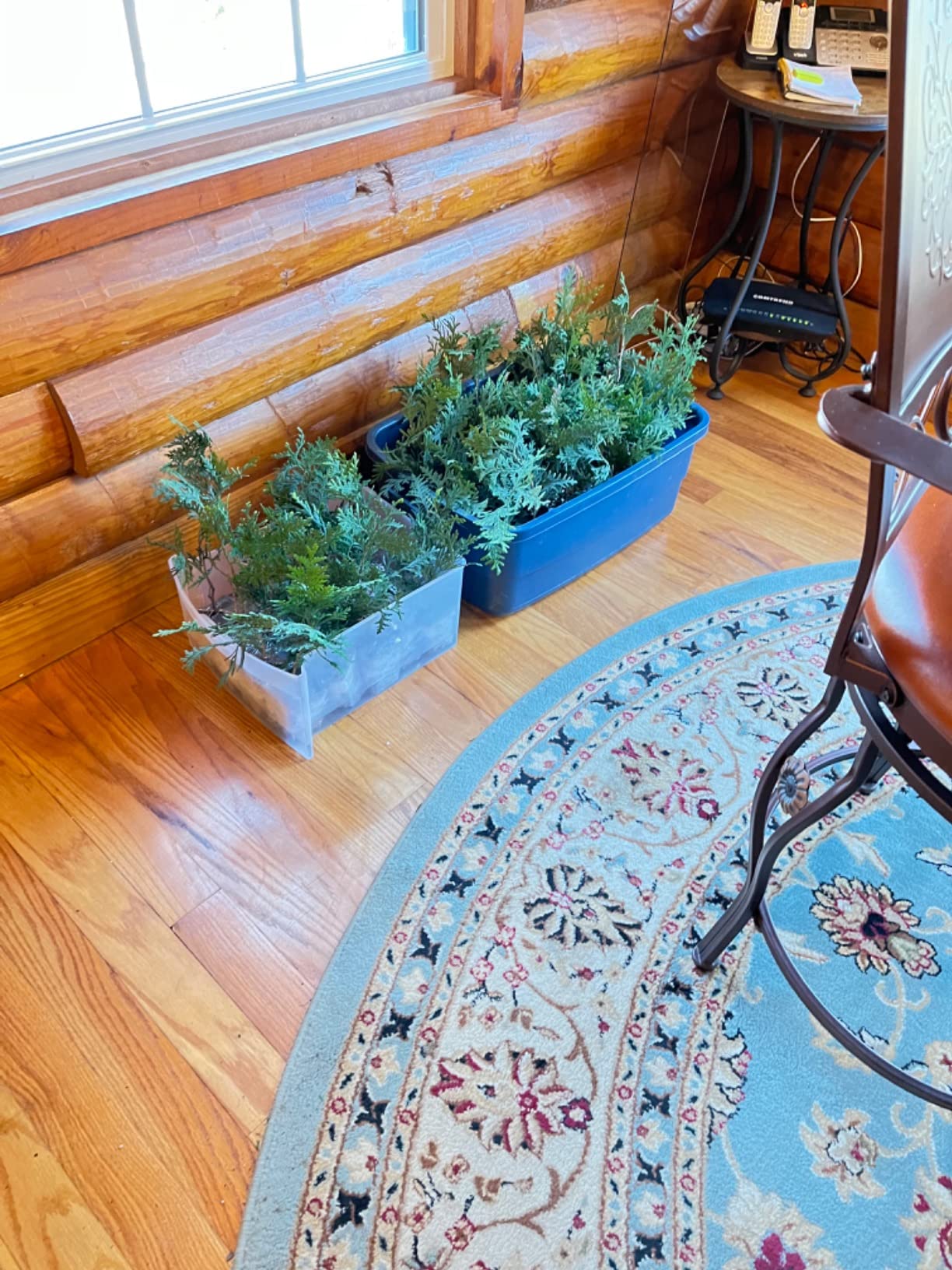 Greenwood Nursery: Live Trees - Nellie R. Stevens Holly Tree + Ilex X - [Qty: 2X 2.5 Pots] - (Click for Other Available Plants/Quantities) customer photo 2