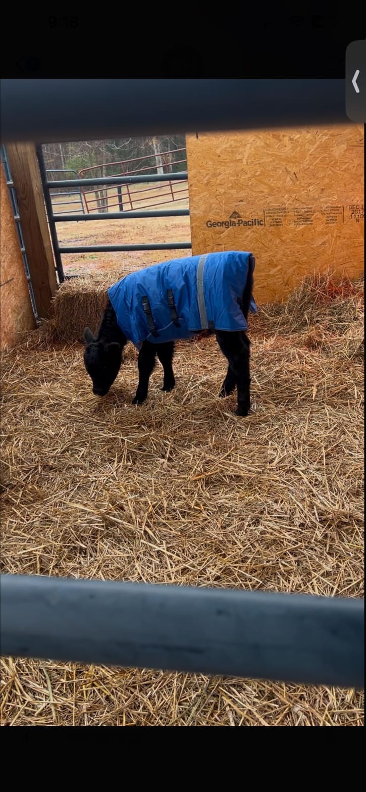 Calf Blanket - Keep Your Calves Warm and Protected with This Cozy Calf Saver Coat - Windproof and Thickened for Ultimate Belly Protection - Ideal for Cows and Goats - 1PCS customer photo 2