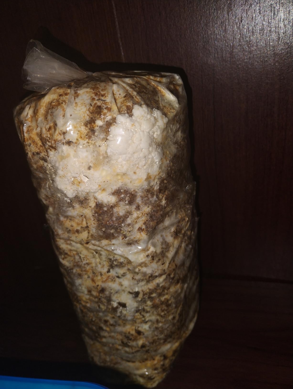 Four All in One Mushroom Grow Kits with Yellow, Blue, Florida, and Pink Oyster, Complete Cultivation Set customer photo 1