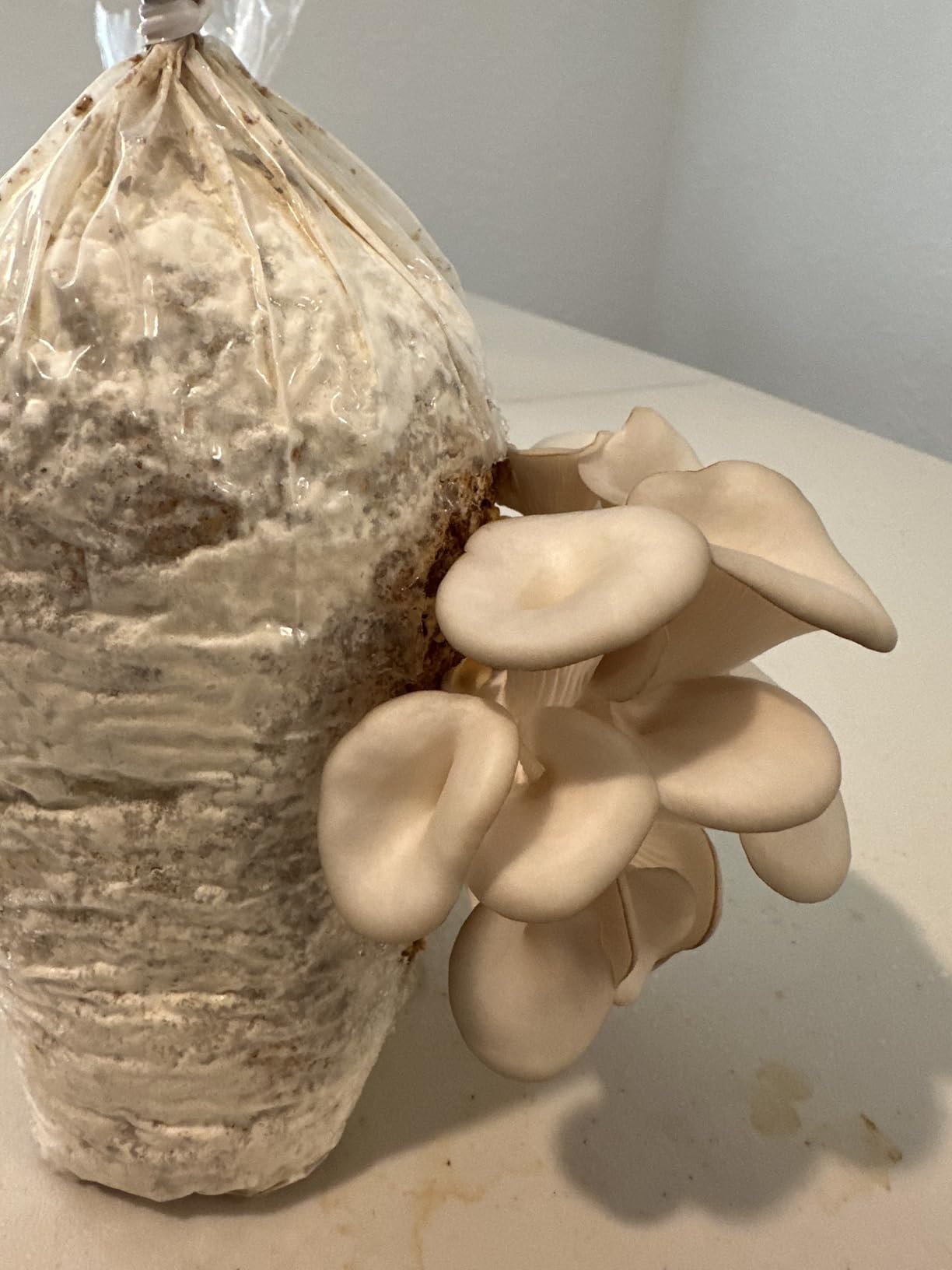 Four All in One Mushroom Grow Kits with Yellow, Blue, Florida, and Pink Oyster, Complete Cultivation Set customer photo 2