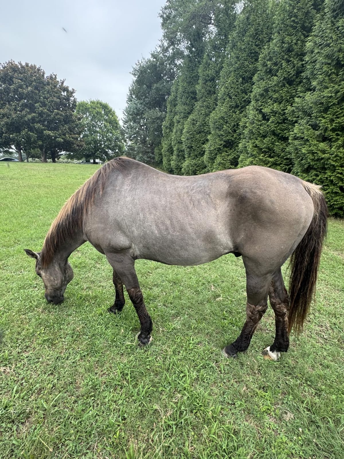 oneisall Professional Horse Clippers 2601 customer photo 1