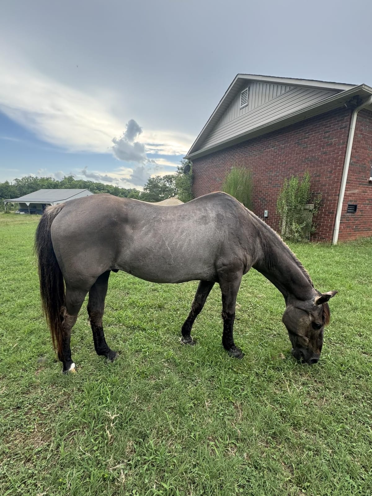 oneisall Professional Horse Clippers 2601 customer photo 2