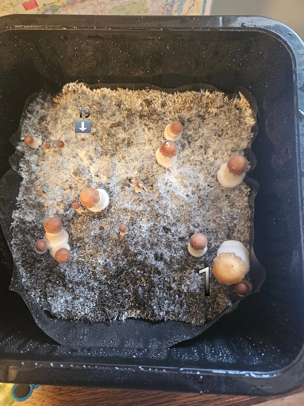 Grower's Select 28Q Cube Mushroom Monotub Fruiting Chambers with Filter Disks and Liners (2 Pack) customer photo 2