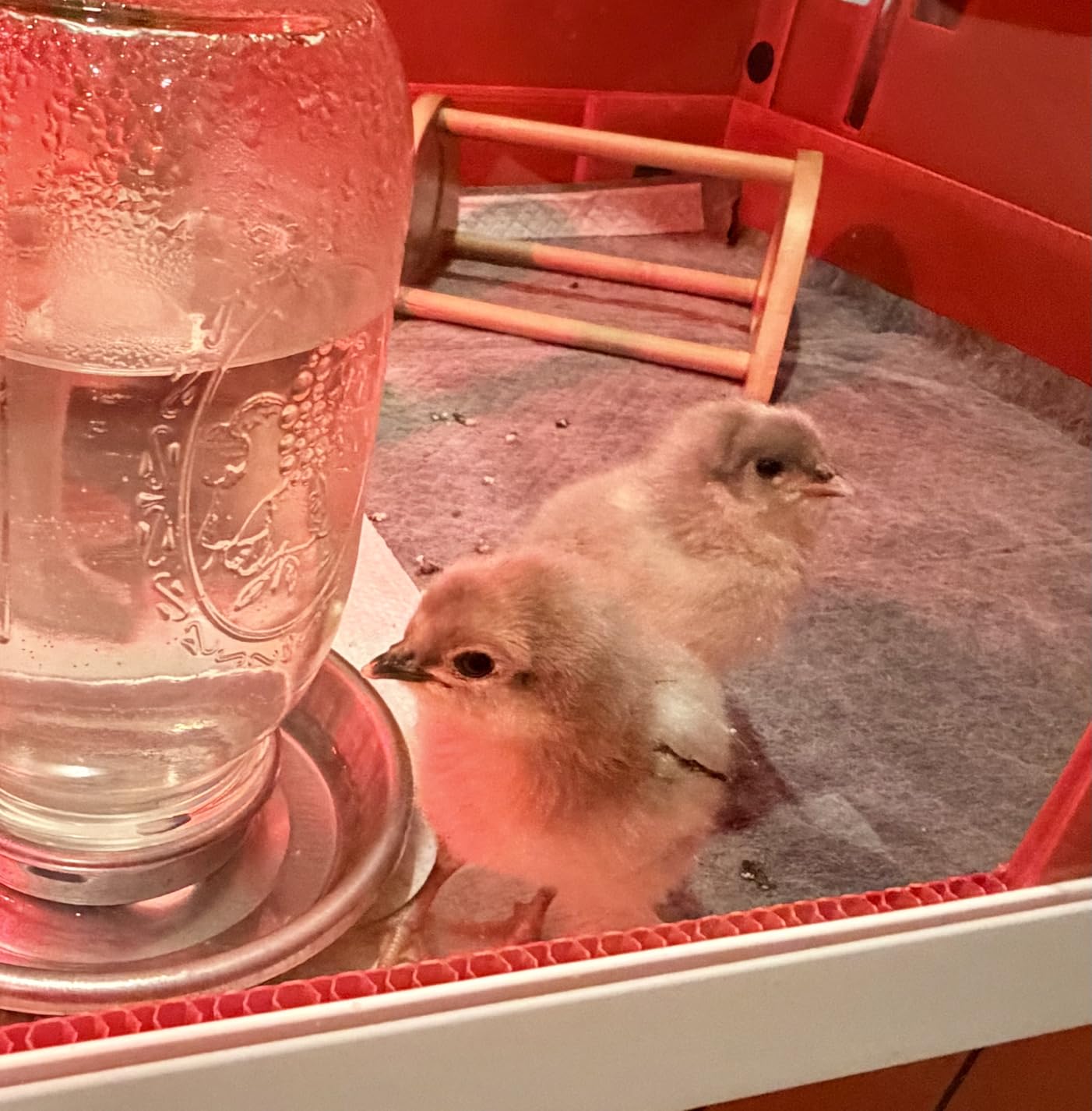 RentACoop Big Red Barn Chick Brooder - Durable, Lightweight, Easy-Clean, Multipurpose with Absorbent Liners, LED Light, Security Latch customer photo 1