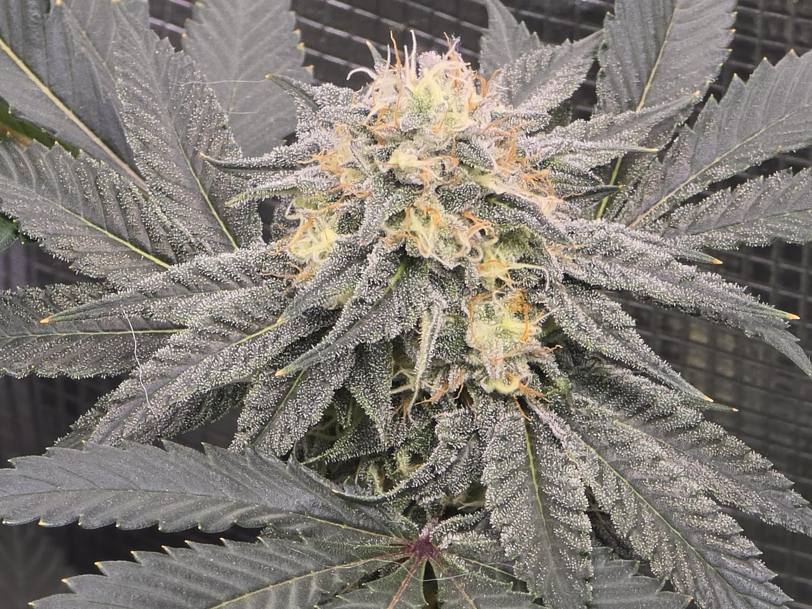 DC3000 Grow Light for Indoor Plants, Dimmable Full Spectrum LED Plant Light customer photo 2