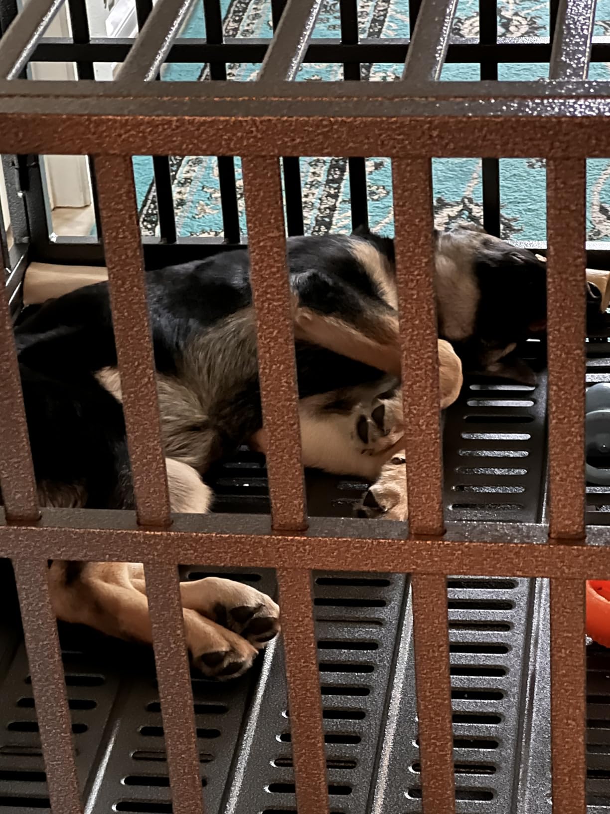 Oranland 38 Inch Heavy Duty Dog Crate,Upgraded Reinforced Baseplate customer photo 1