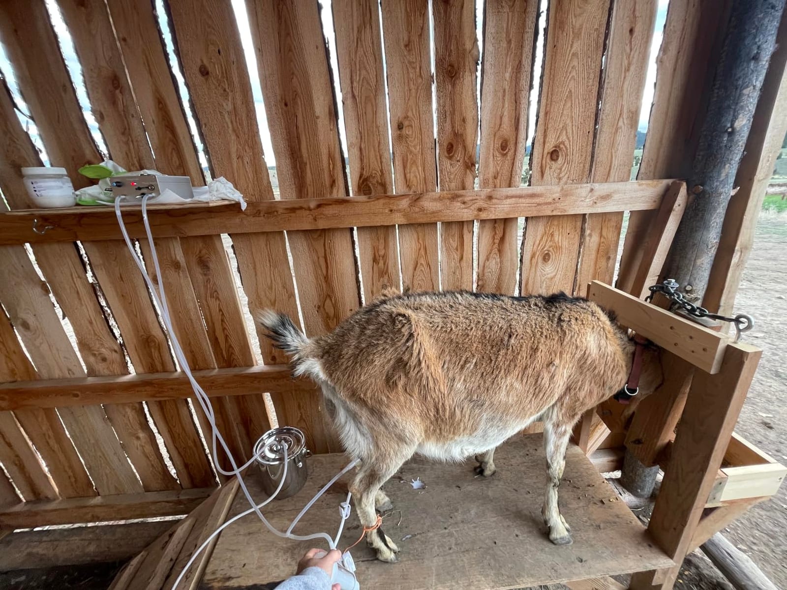 7L Goat Milking Machine,Rechargeable & Adjustable Suction Electric Milker customer photo 2
