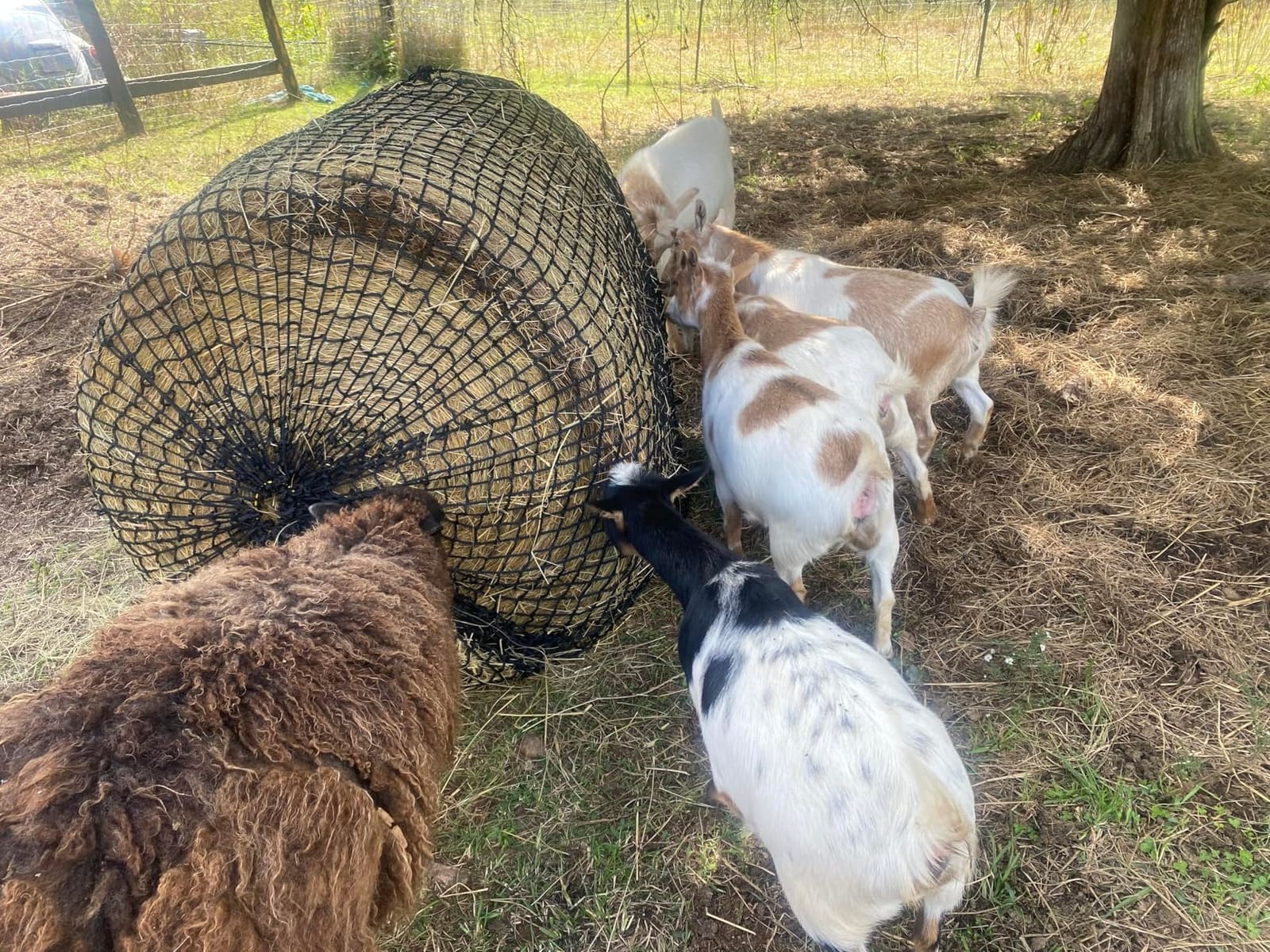 5x5 ft Round Bale Hay Net for Horses & Goats, 1.5