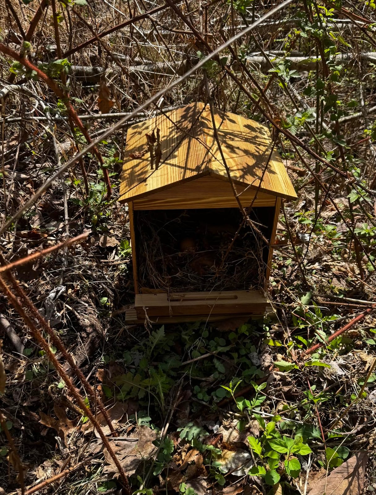 Chicken Nesting Box 3 Compartments - Wall Mount Wooden Egg Laying Nest Box for Chicken Coop, Easy to Assemble & Versatile Use for Hens, Ducks, Chickens customer photo 1