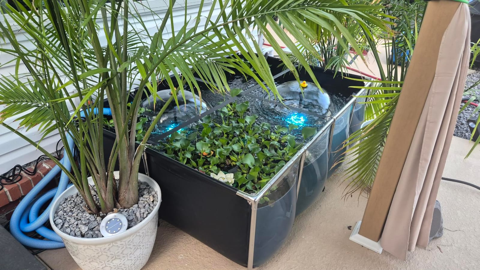Aquarium Pool Pond,Collapsible Fish Ponds for Outside with Transparent Clear Viewing Panel,270 Gallon Fish Tank,PVC Canvas Above Ground Pond,Indoor/Outdoor Pond for Koi,Goldfish,with Drain Valve customer photo 1